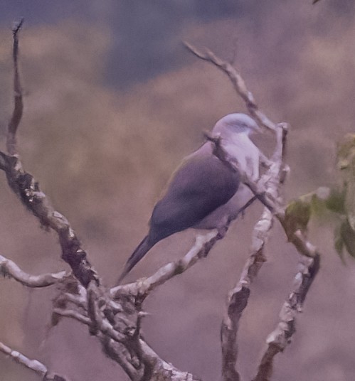 Mountain Imperial-Pigeon - ML618005497