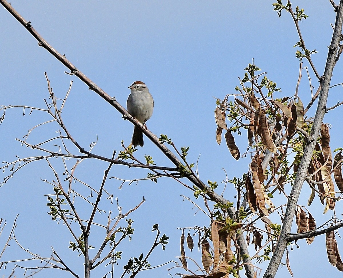 Chipping Sparrow - ML618005500