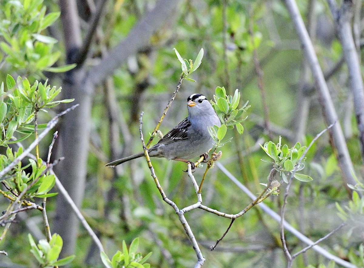 White-crowned Sparrow - Norman Eshoo