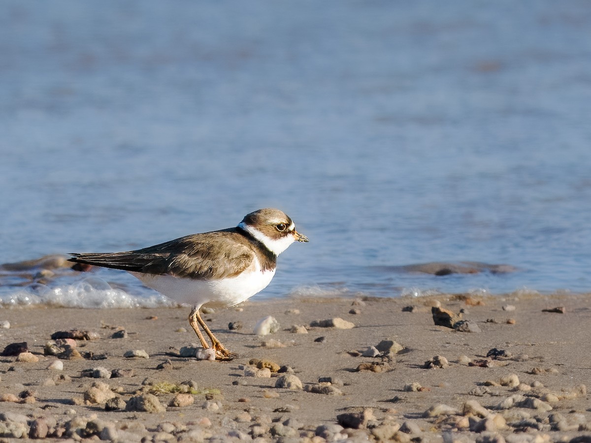 Semipalmated Plover - ML618005507