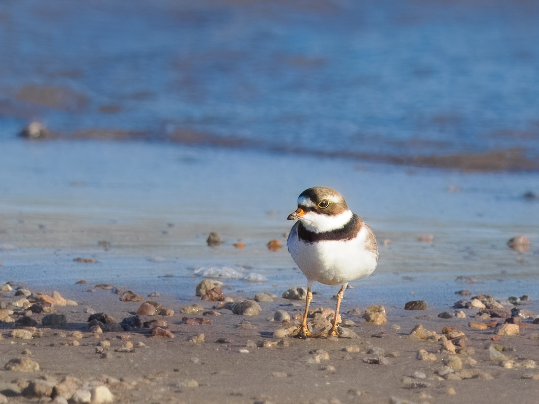 Semipalmated Plover - ML618005508