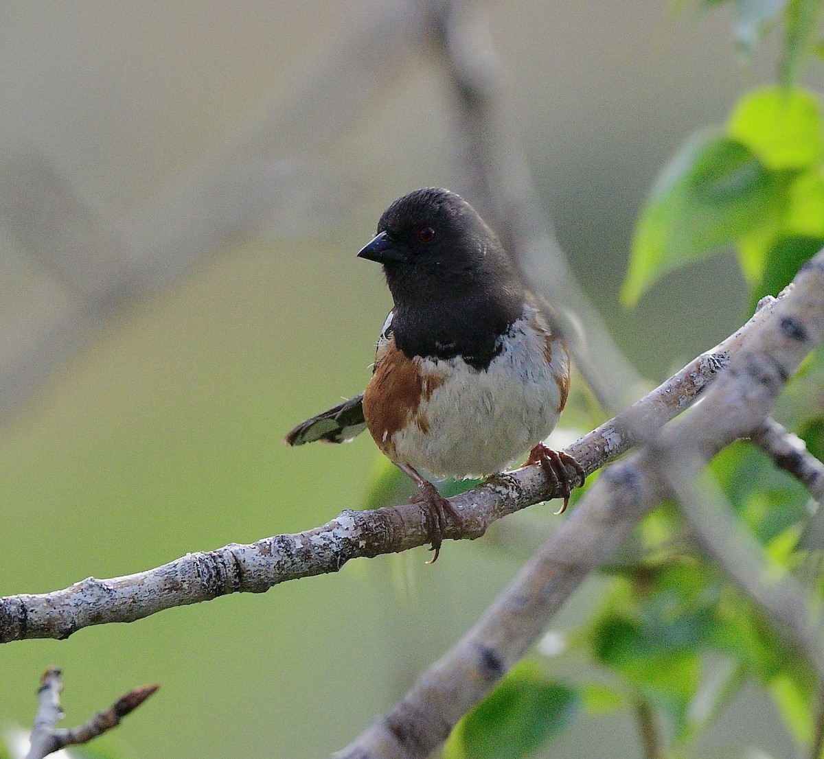 Spotted Towhee - ML618005510