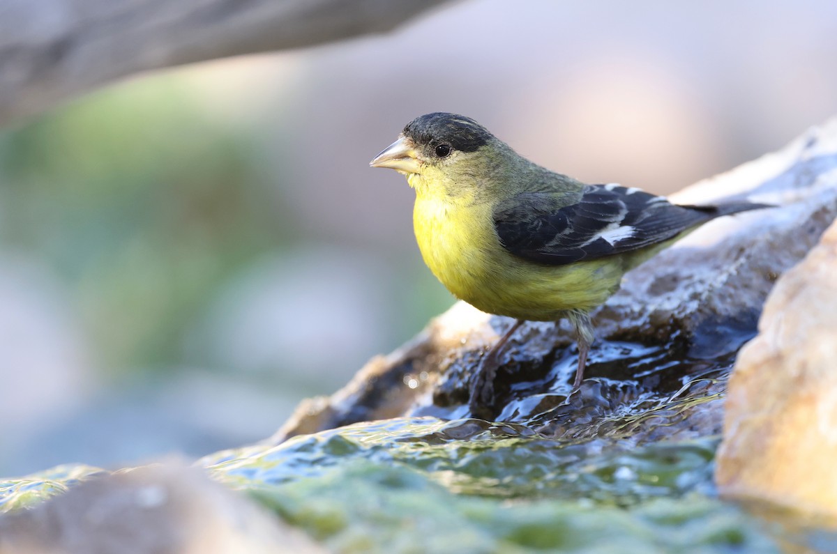 Lesser Goldfinch - Andy Gee