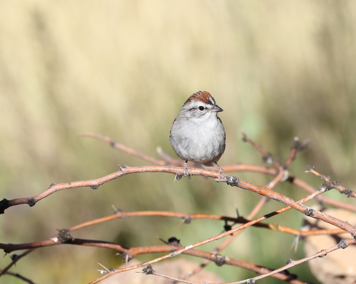 Chipping Sparrow - ML618005533