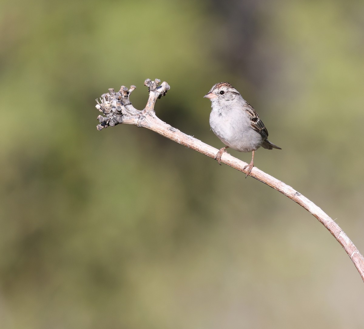 Chipping Sparrow - Andy Gee
