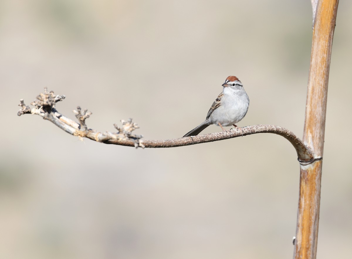 Chipping Sparrow - ML618005535