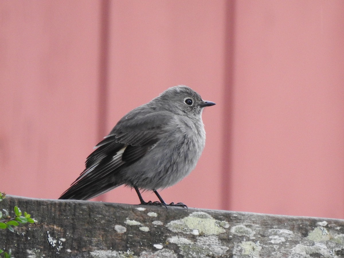 Townsend's Solitaire - Cathy Carlson