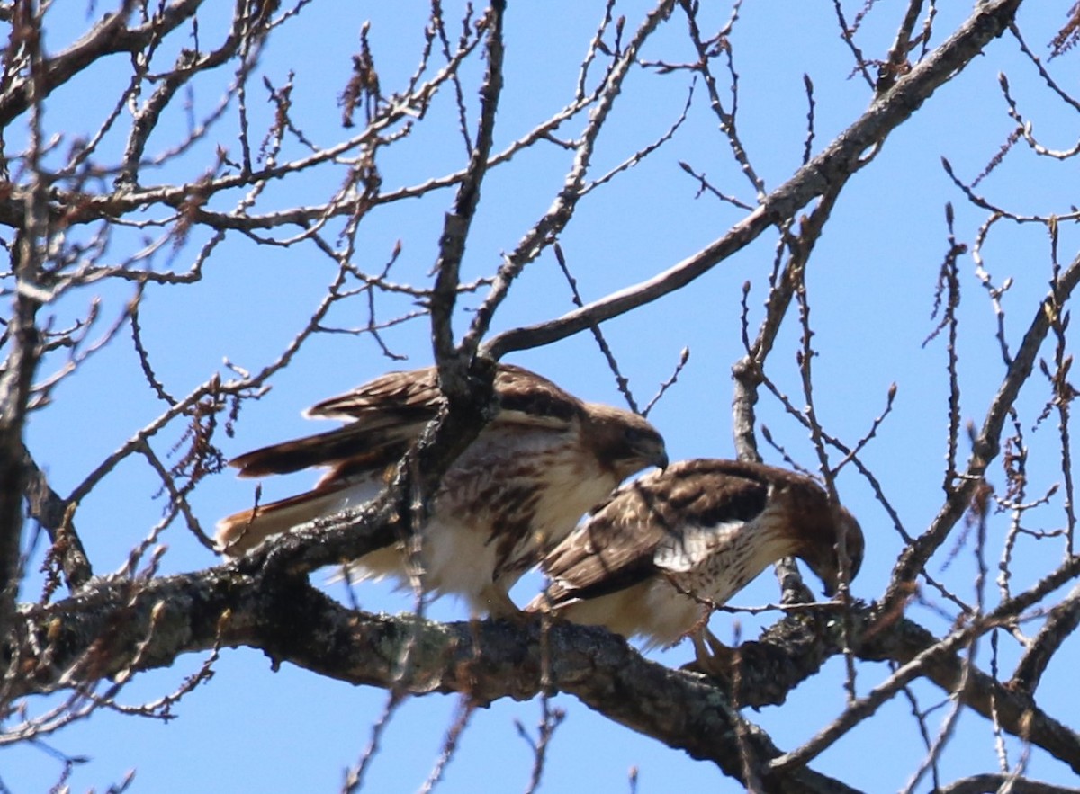 Red-tailed Hawk - maggie peretto