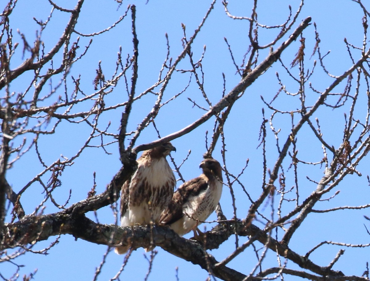 Red-tailed Hawk - ML618005570
