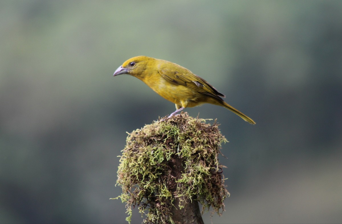 Hepatic Tanager - ML618005580