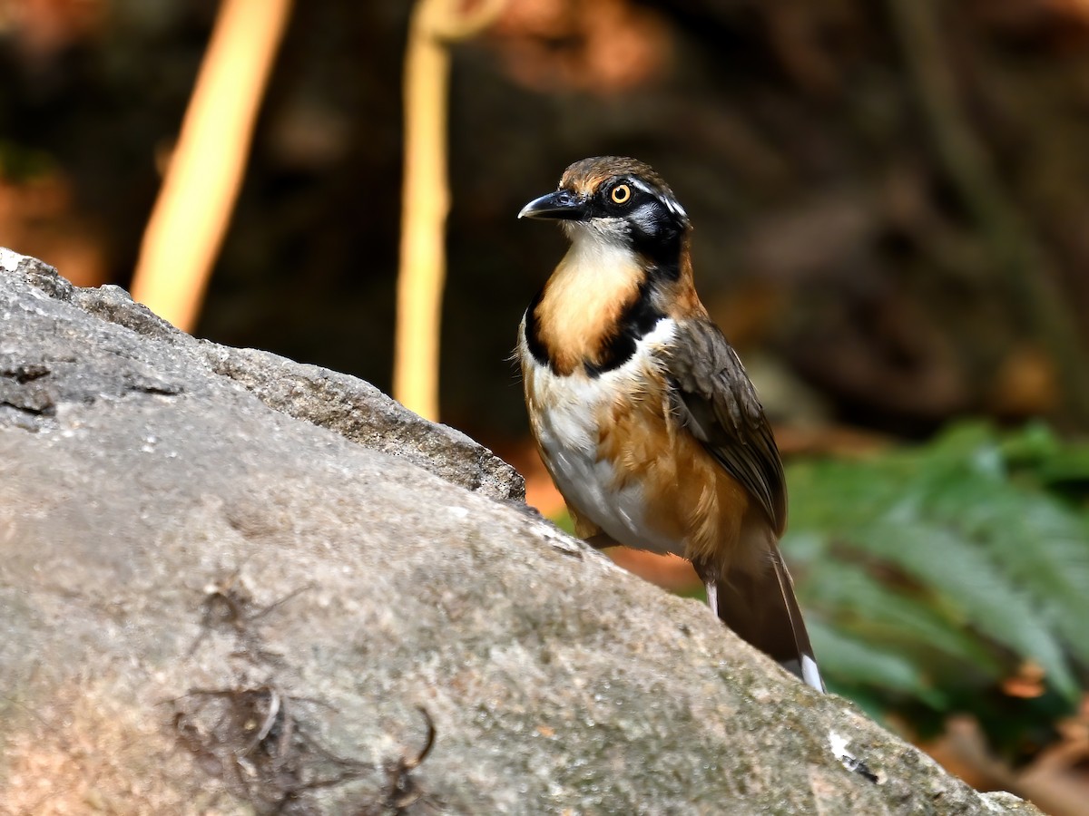 Lesser Necklaced Laughingthrush - peng su
