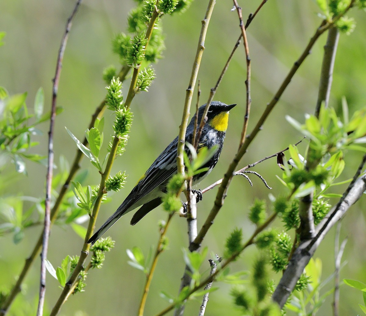 Yellow-rumped Warbler (Audubon's) - ML618005618