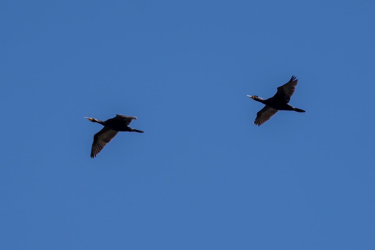 Double-crested Cormorant - Robert Raker
