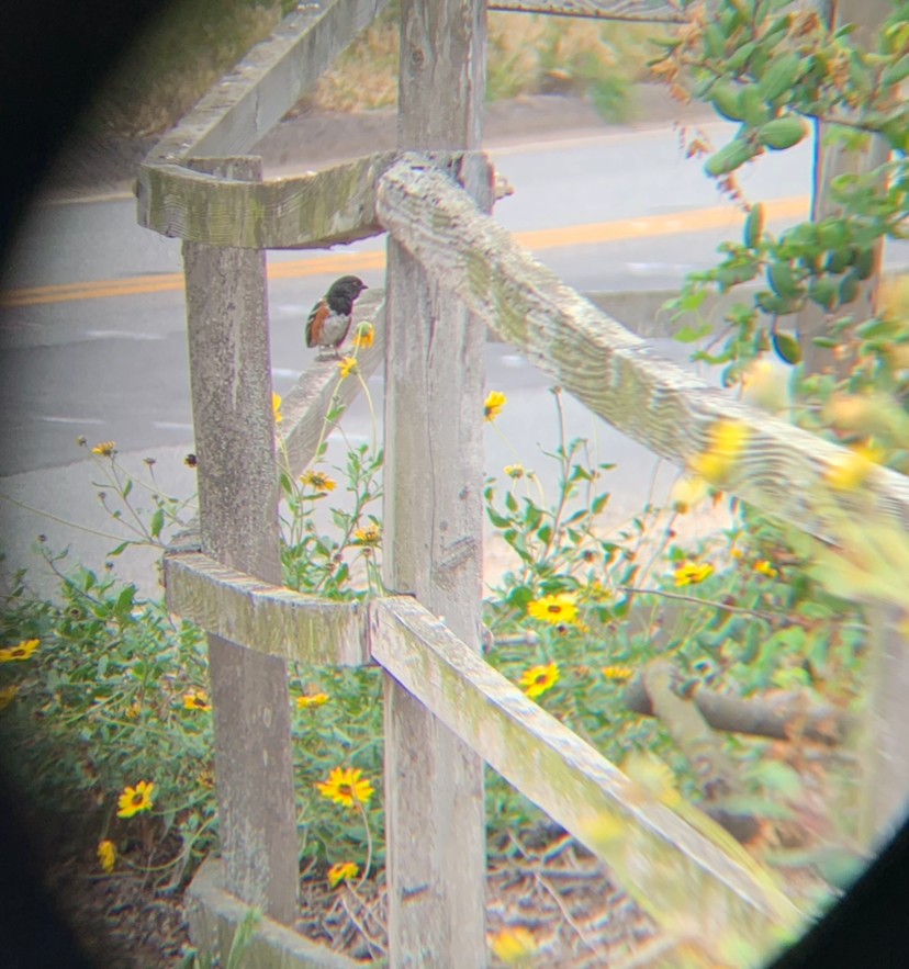 Spotted Towhee - ML618005665
