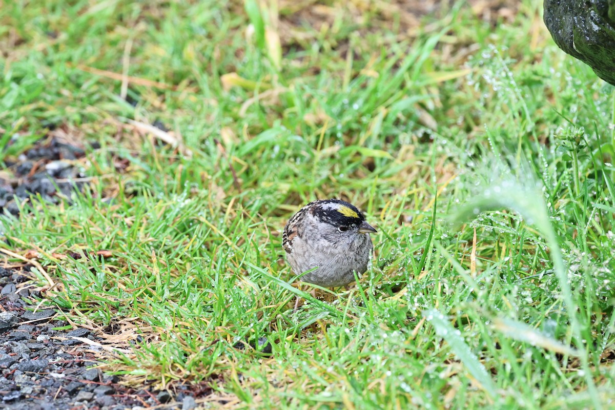 Golden-crowned Sparrow - ML618005695