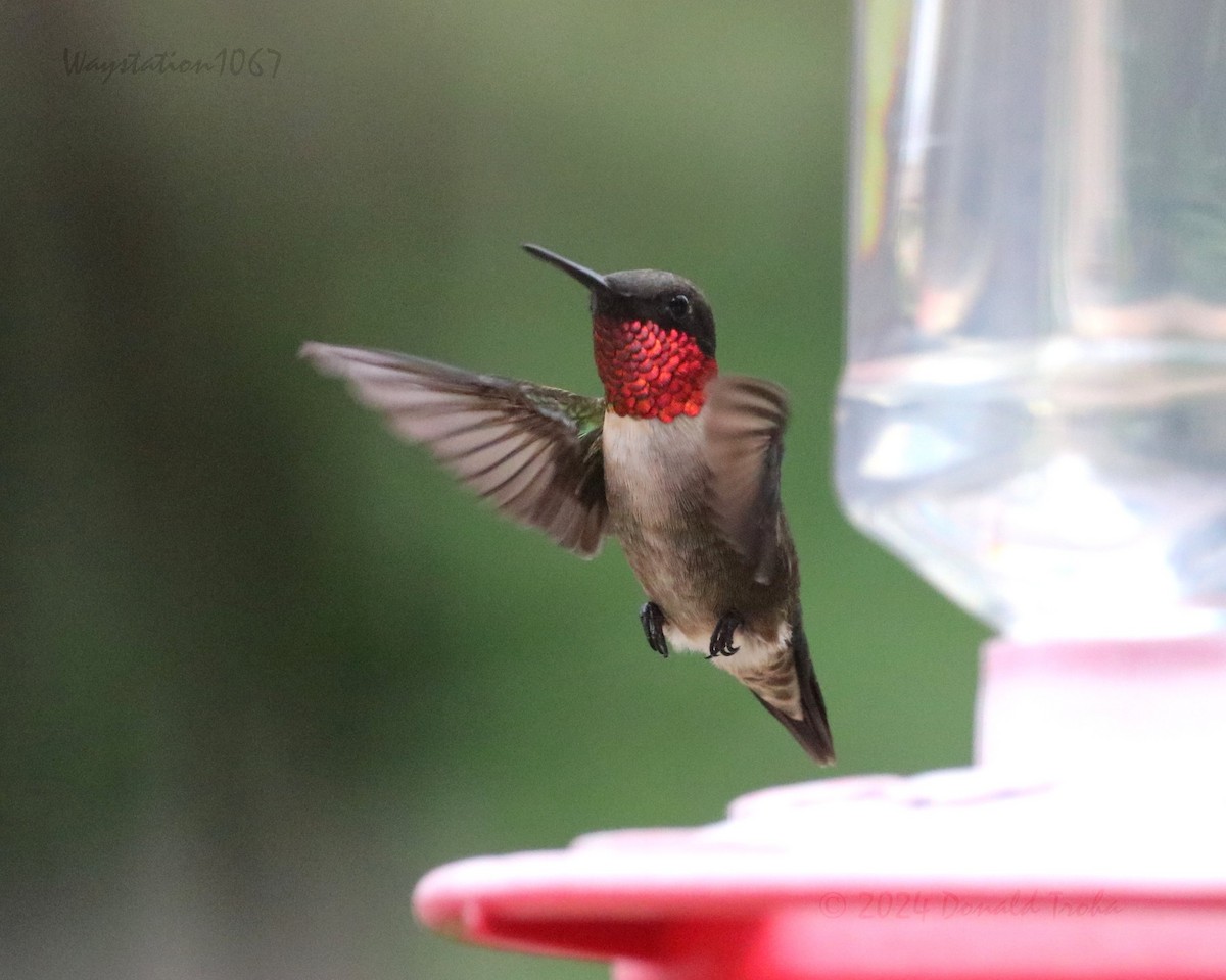Ruby-throated Hummingbird - ML618005715