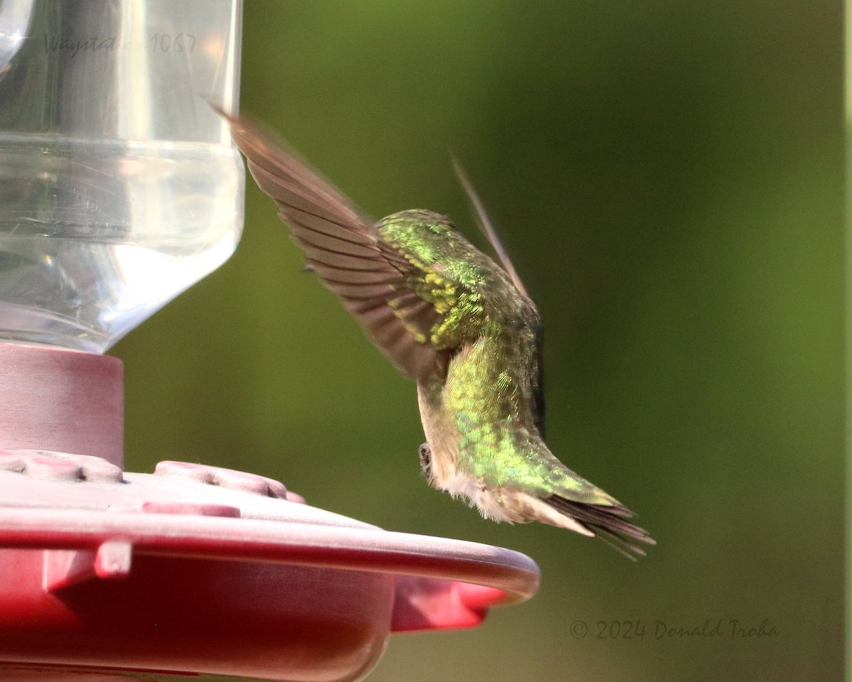 Ruby-throated Hummingbird - ML618005716
