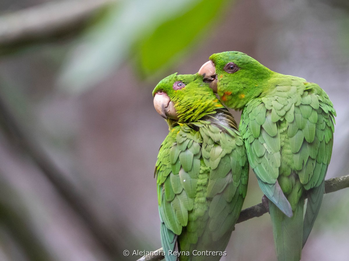 Meksika Yeşil Papağanı - ML618005724