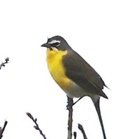Yellow-breasted Chat - ML618005726