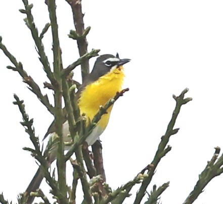 Yellow-breasted Chat - ML618005727