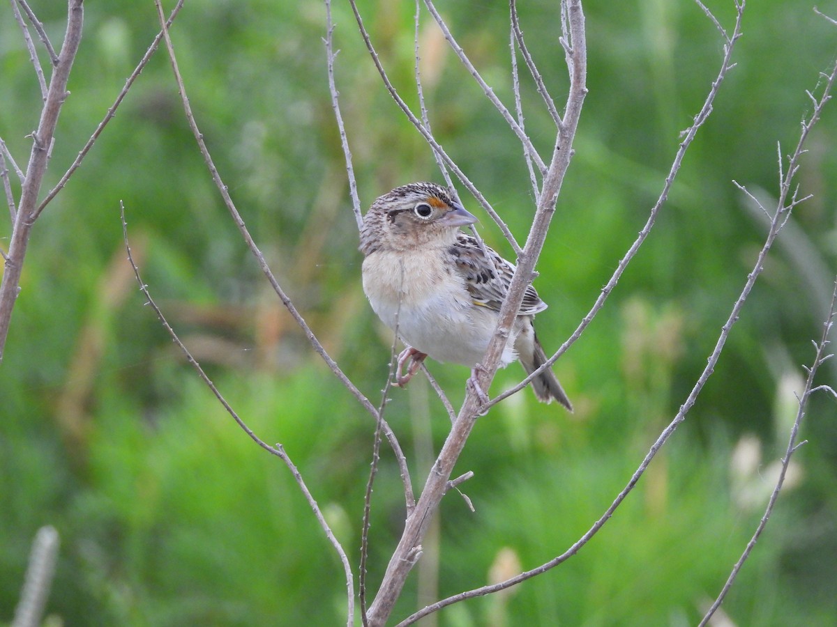 Grasshopper Sparrow - ML618005739