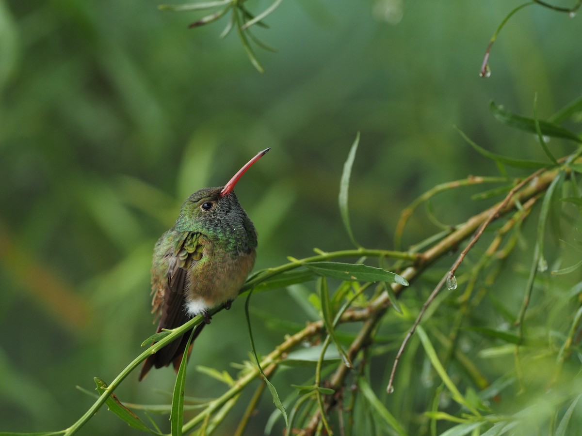 Buff-bellied Hummingbird - Preston Mui