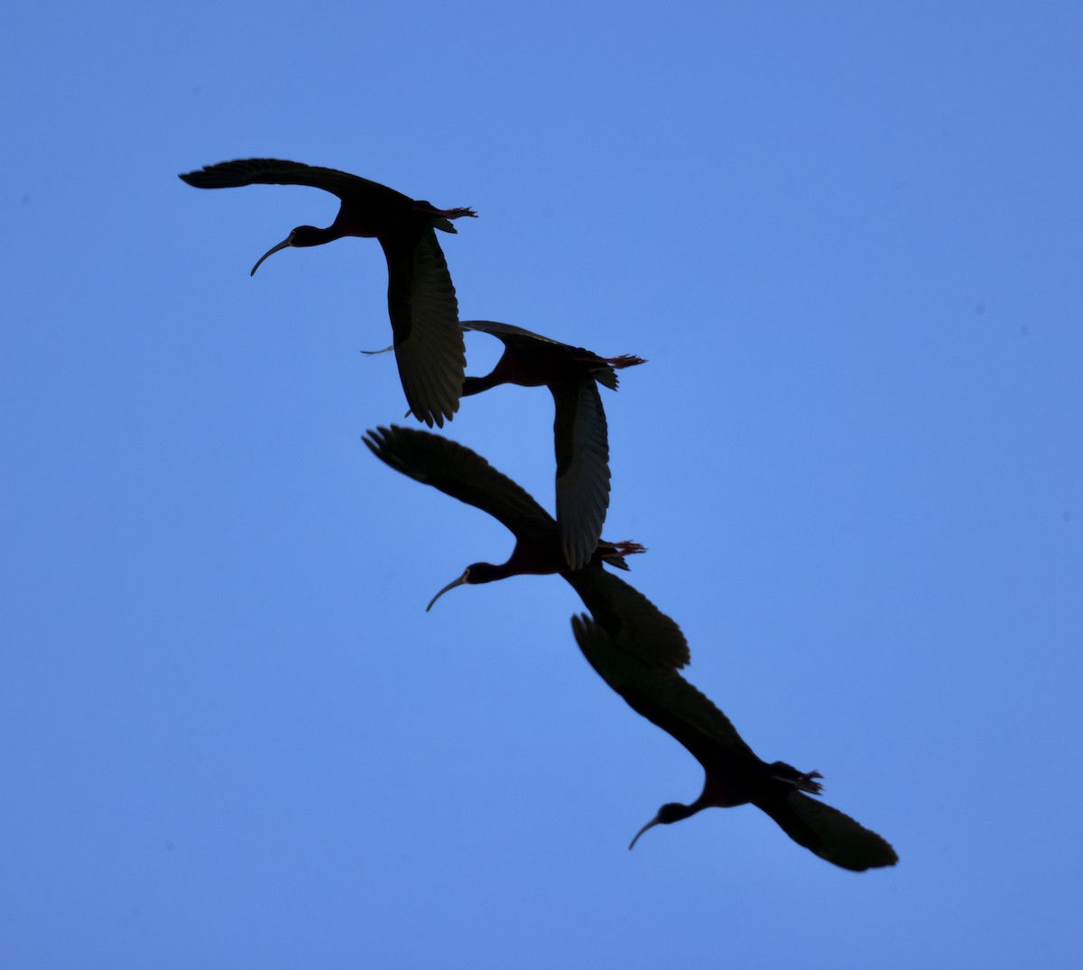 ibis americký - ML618005747
