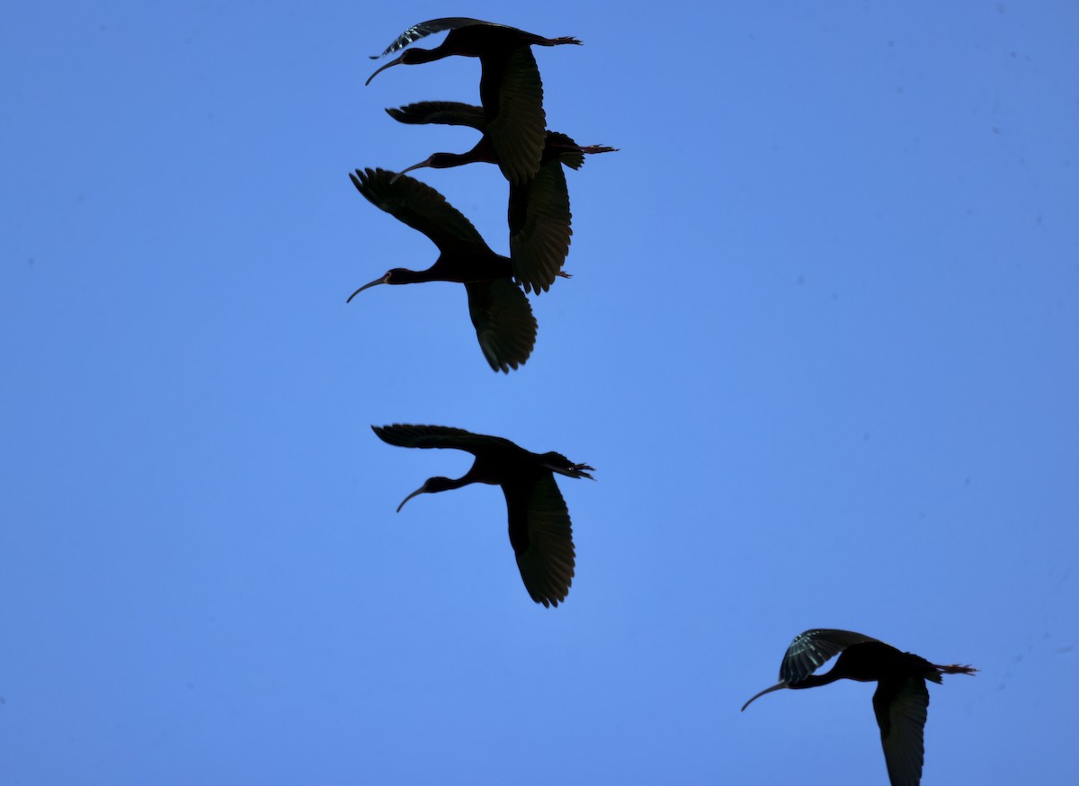 ibis americký - ML618005750