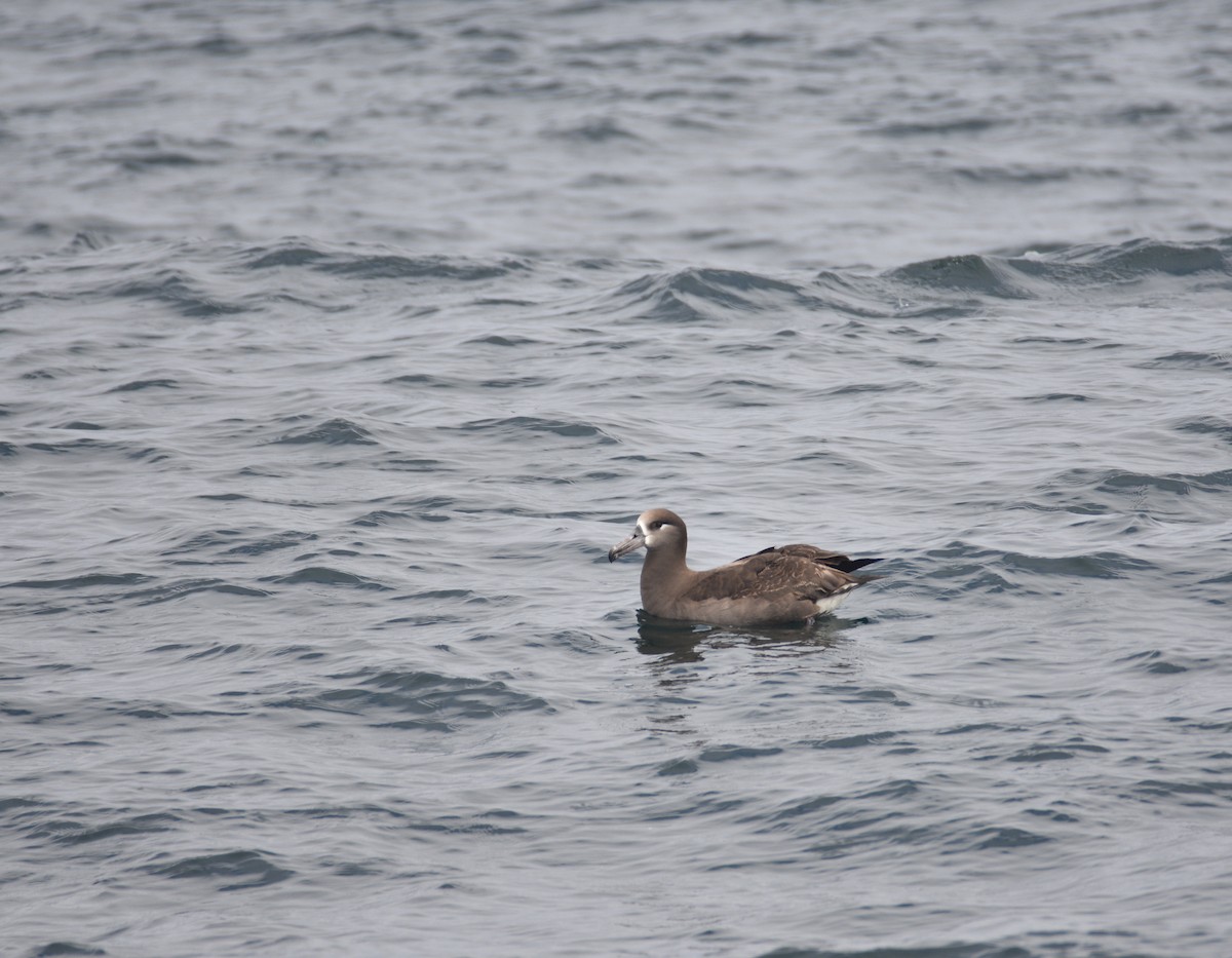 Black-footed Albatross - Ezra Garfield