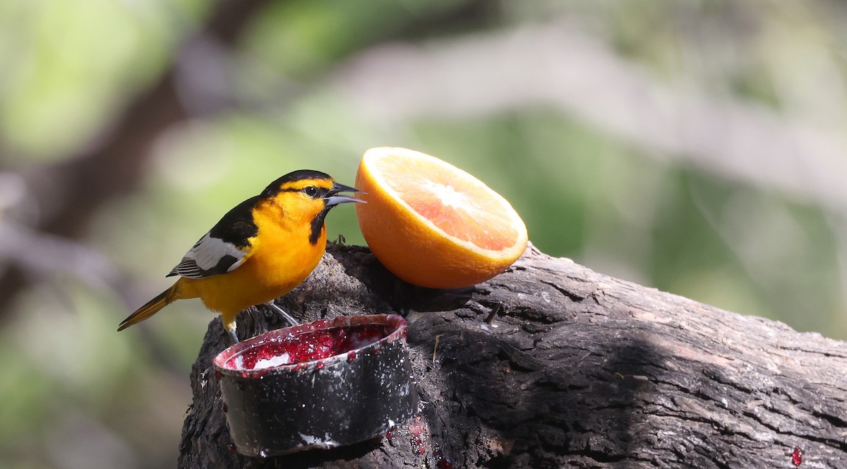 Bullock's Oriole - Andy Gee