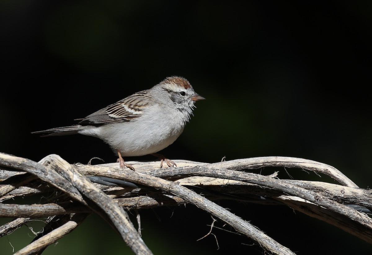 Chipping Sparrow - Andy Gee
