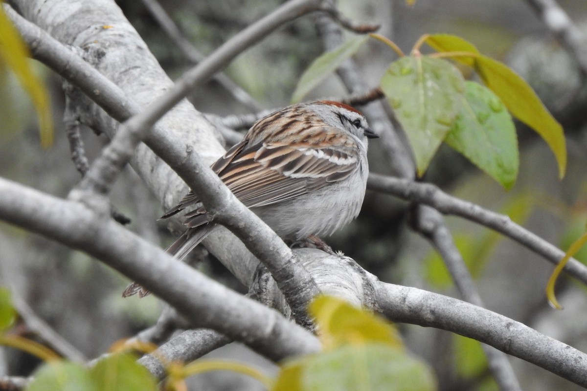 Chipping Sparrow - Cathy Carlson
