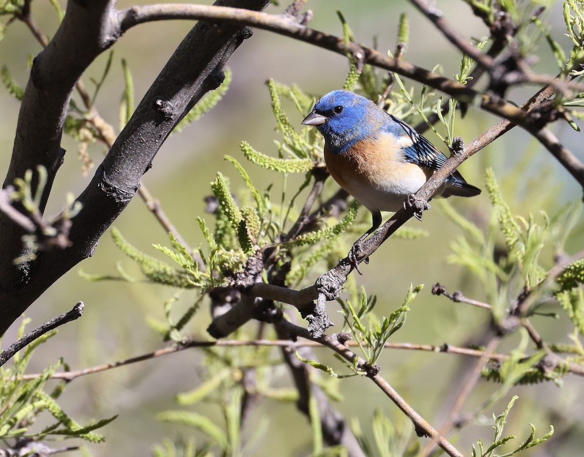 Lazuli Bunting - Andy Gee