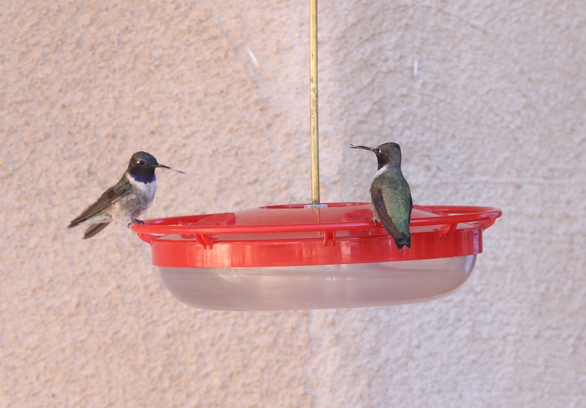 Black-chinned Hummingbird - ML618005802