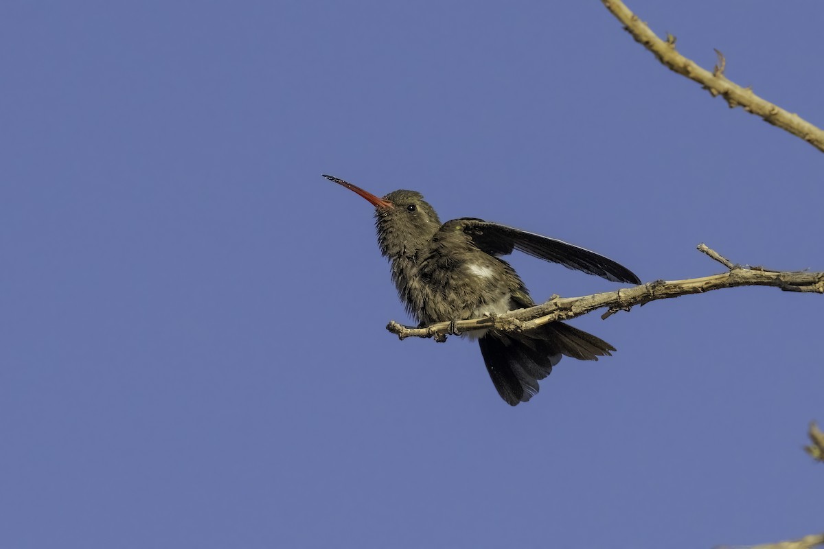 Dusky Hummingbird - ML618005807
