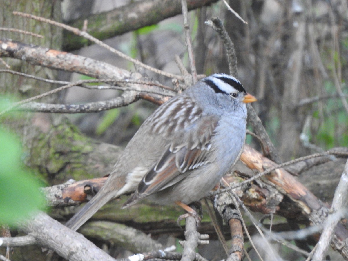White-crowned Sparrow - ML618005809