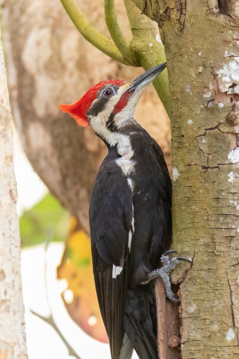 Pileated Woodpecker - David Mozzoni