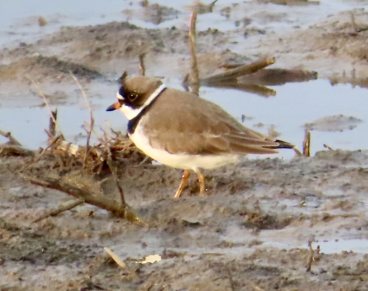 Semipalmated Plover - Stacey Valentine