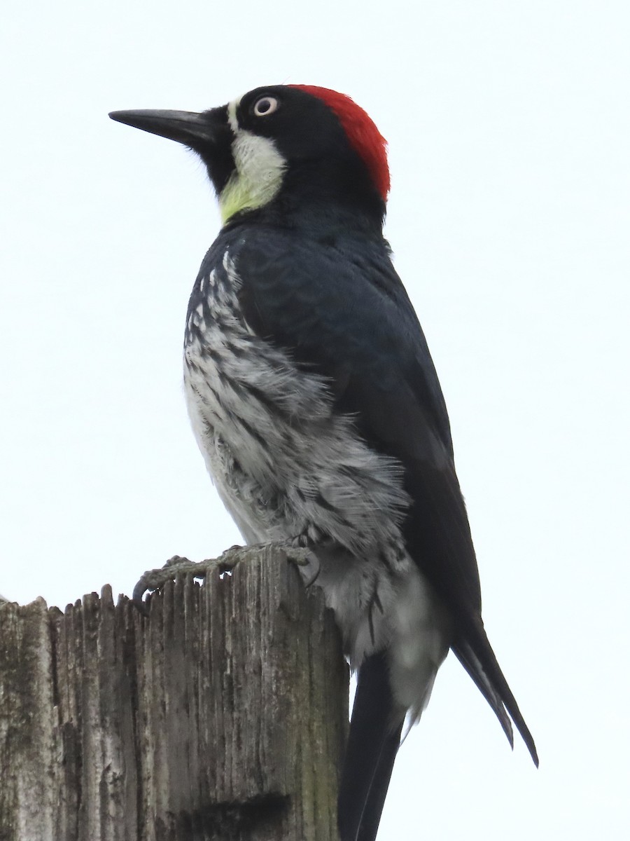 Acorn Woodpecker - ML618005842
