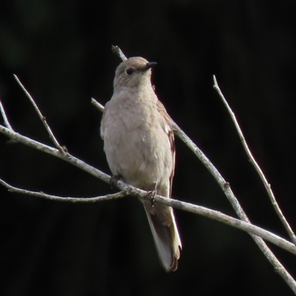 Townsend's Solitaire - ML618005847