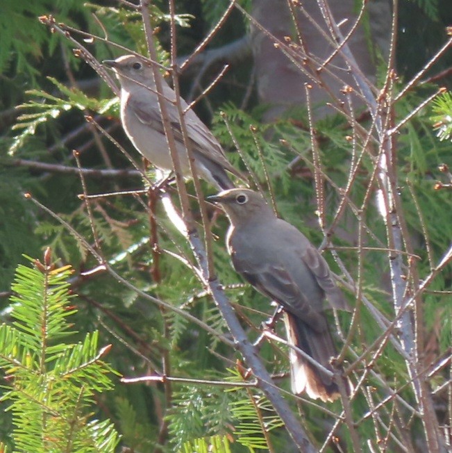 Townsend's Solitaire - ML618005848