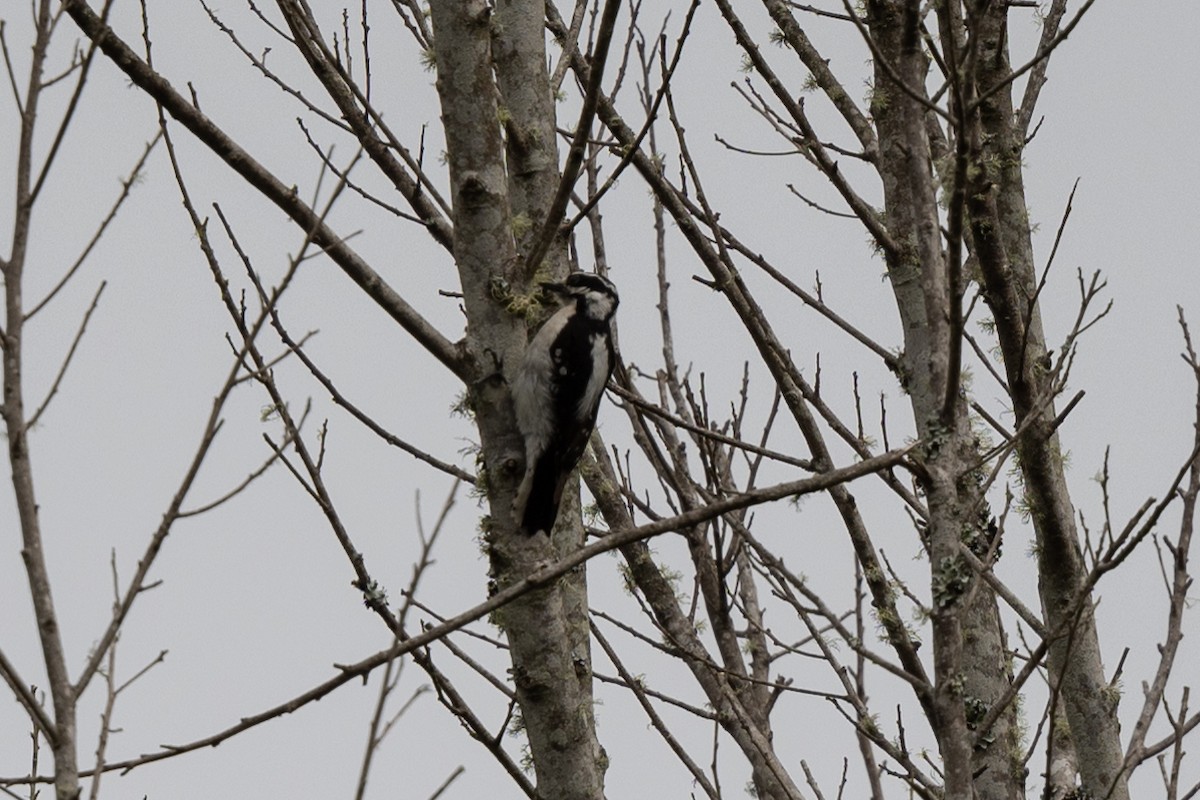 Downy Woodpecker - ML618005869