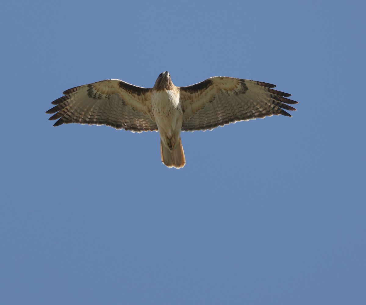 Red-tailed Hawk - ML618005886