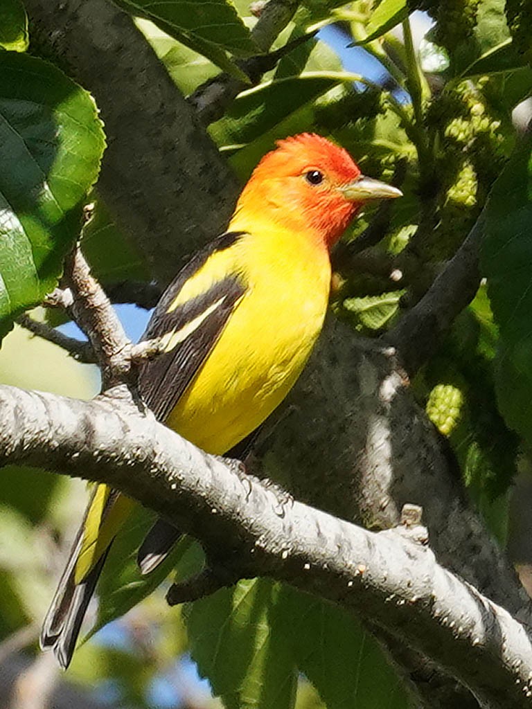 Western Tanager - ML618005888