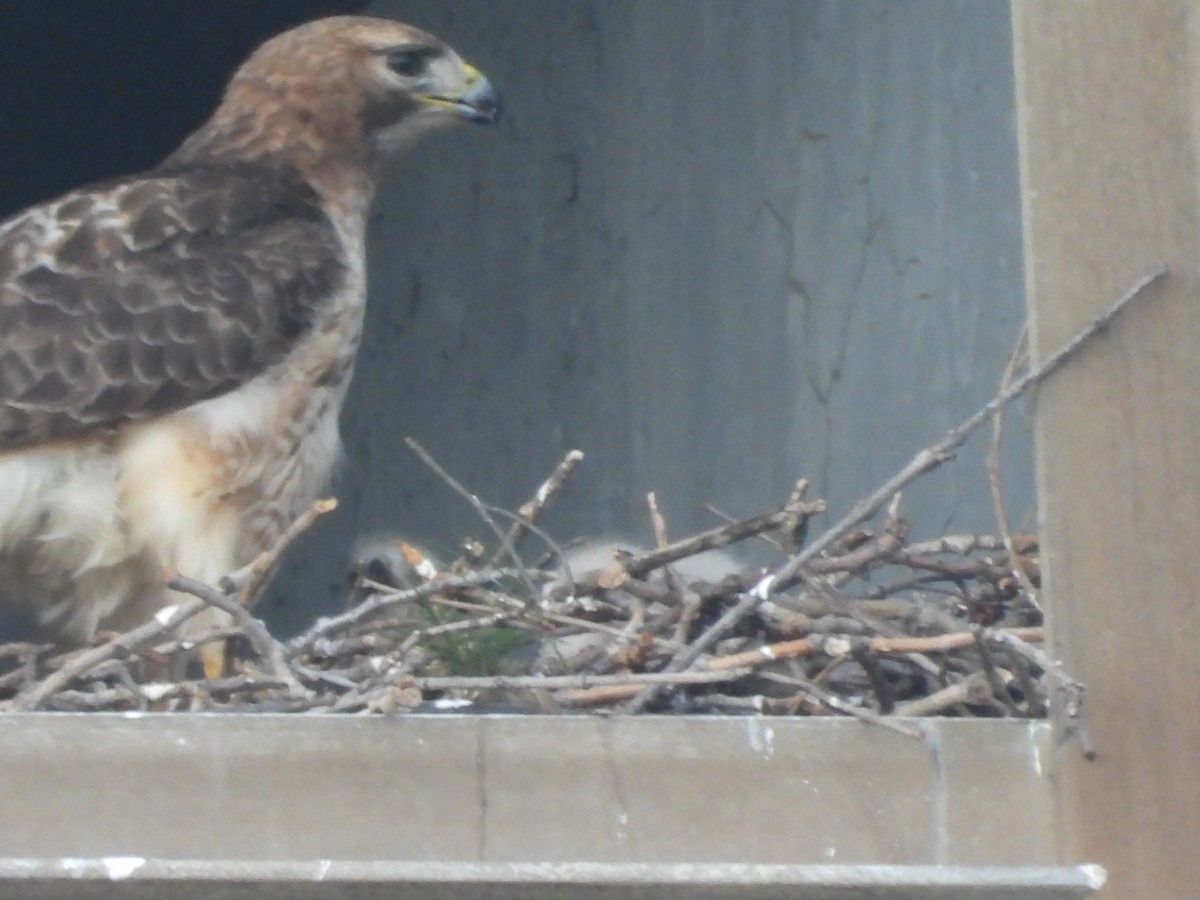 Red-tailed Hawk - ML618005902