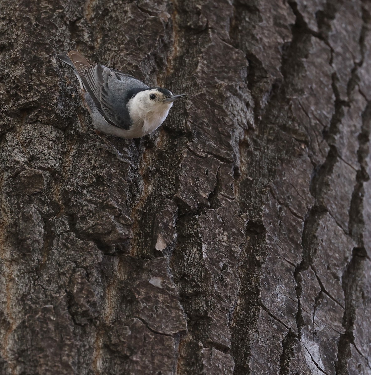 White-breasted Nuthatch - ML618005915