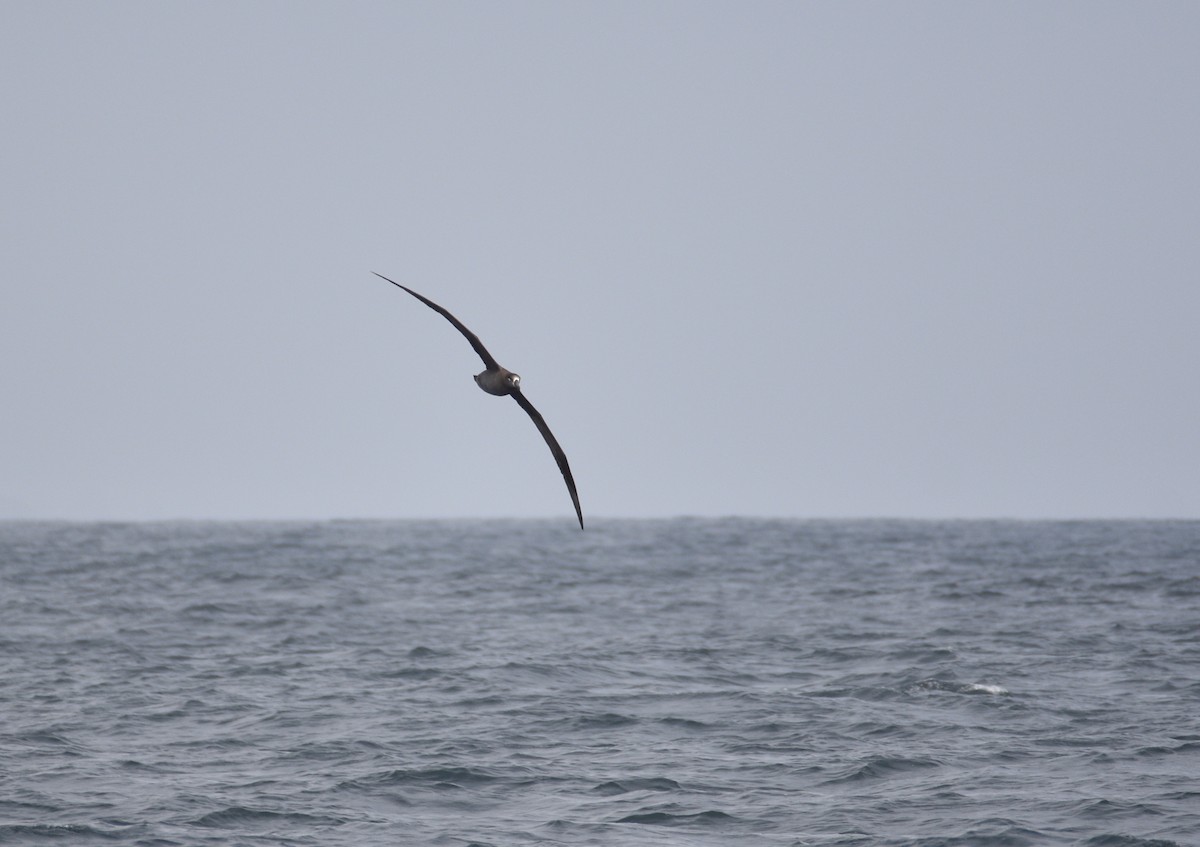 Black-footed Albatross - Ezra Garfield