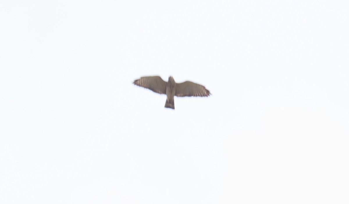 Broad-winged Hawk - ML618005942