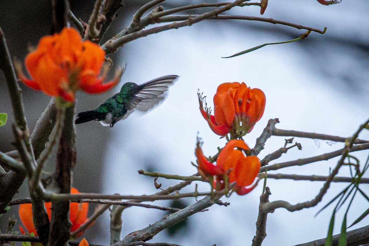 kolibřík modroocasý - ML618005946