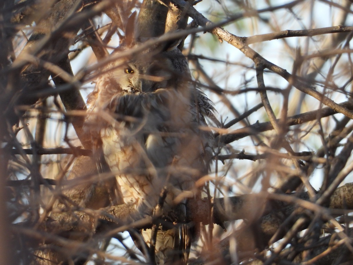Long-eared Owl - Samuel Belley